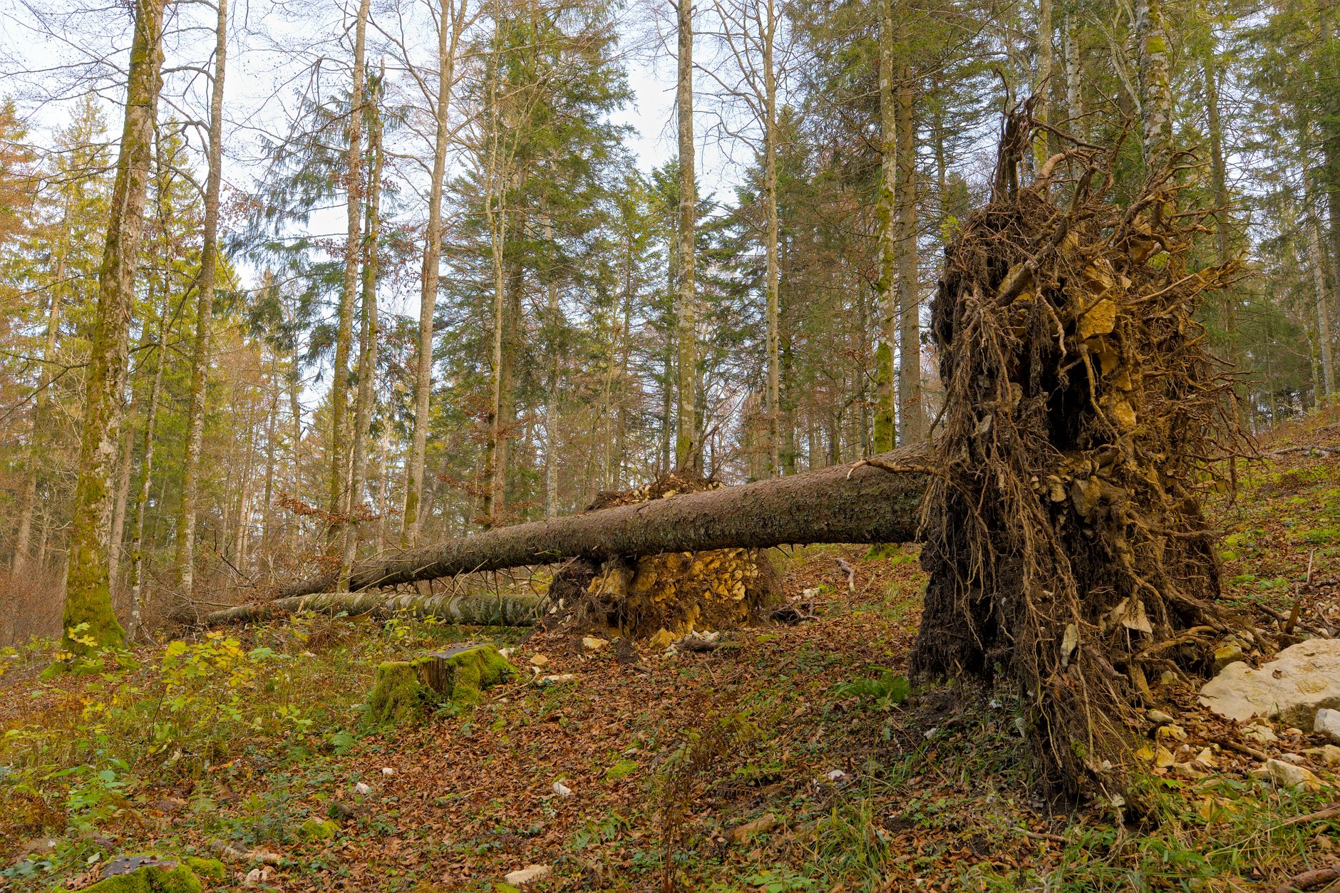 Enlèvement arbre urgence équipe à Saint-Étienne-du-Rouvray